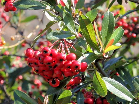 Pyracantha coccinea