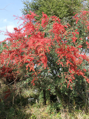 Pyracantha coccinea