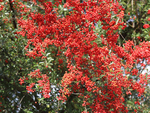 Pyracantha coccinea