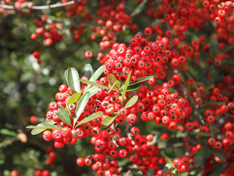 Pyracantha coccinea