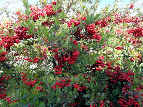 Pyracantha coccinea