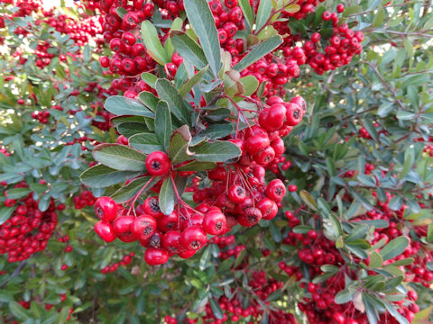 Pyracantha coccinea