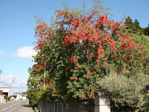 Pyracantha coccinea