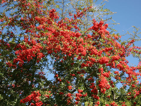 Pyracantha coccinea