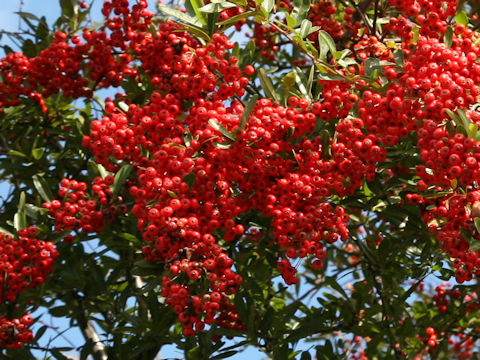 Pyracantha coccinea