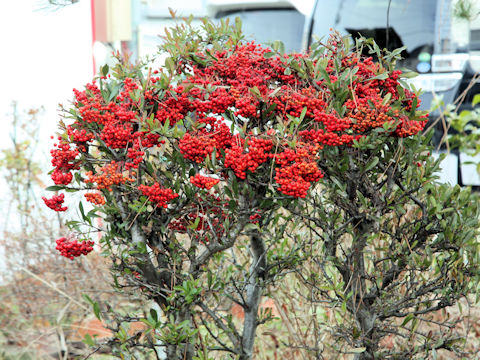 Pyracantha coccinea