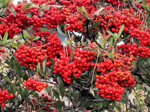 Pyracantha coccinea