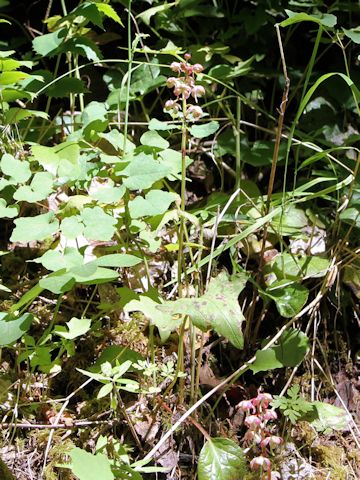 Pyrola asarifolia