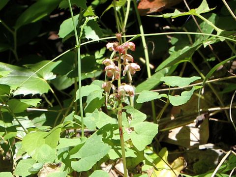 Pyrola asarifolia