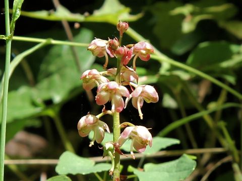 Pyrola asarifolia