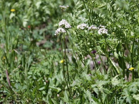 Valeriana acutiloba