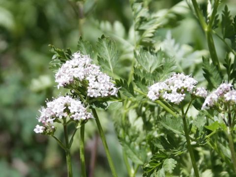 Valeriana acutiloba