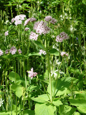 Valeriana pyrenaica