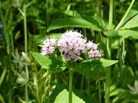 Valeriana pyrenaica