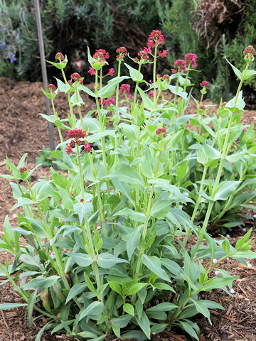 Centranthus ruber