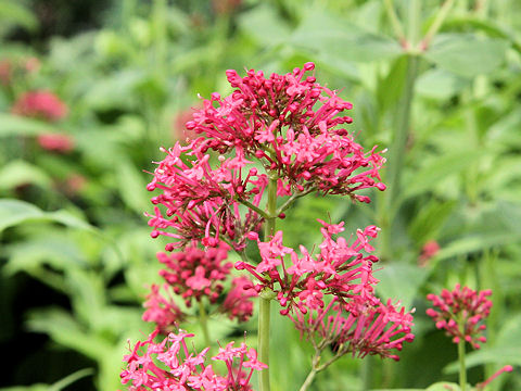 Centranthus ruber