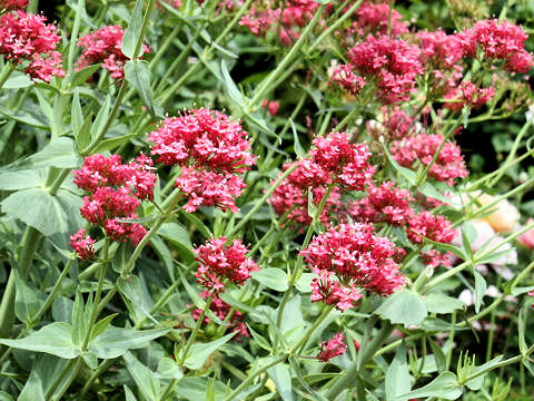 Centranthus ruber