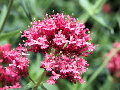 Centranthus ruber