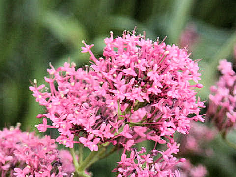 Centranthus ruber