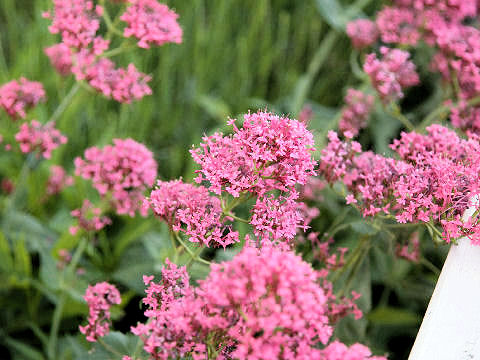 Centranthus ruber