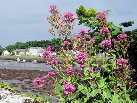 Centranthus ruber