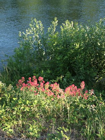 Centranthus ruber