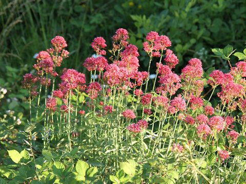 Centranthus ruber