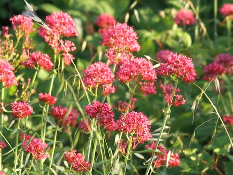 Centranthus ruber