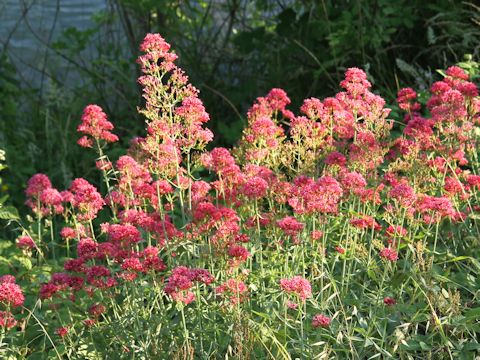 Centranthus ruber