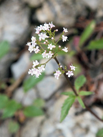 Valeriana tripteris