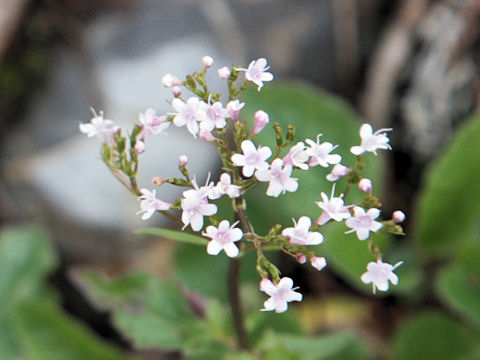 Valeriana tripteris