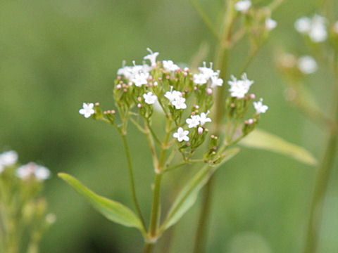 Valeriana tripteris