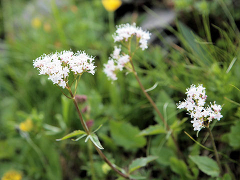 Valeriana tripteris