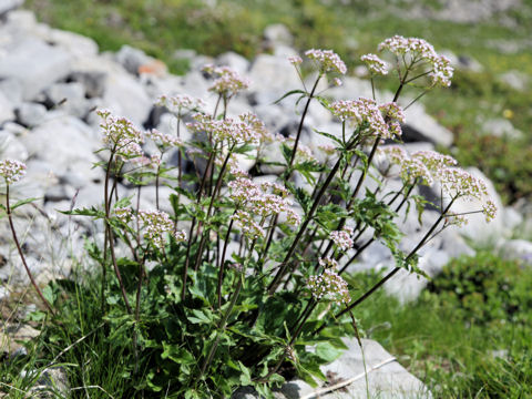 Valeriana tripteris