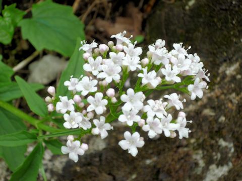 Valeriana tripteris