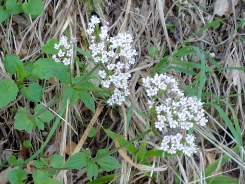 Valeriana tripteris