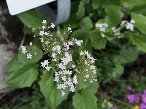 Valeriana tripteris