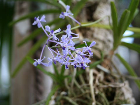 Vanda coerulescens