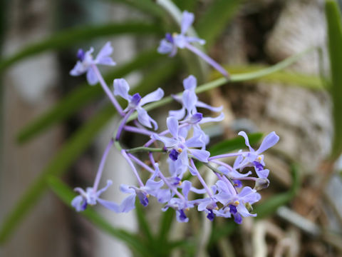 Vanda coerulescens