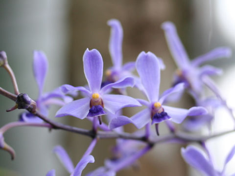 Vanda coerulescens