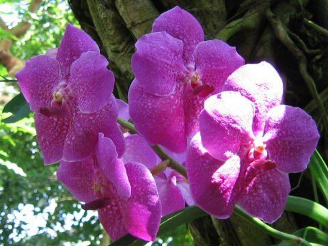 Vanda cv.