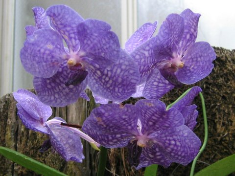 Vanda cv.