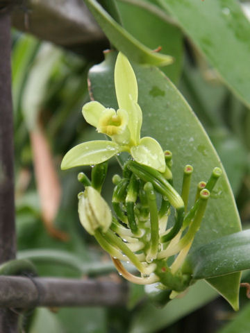 Vanilla fragrans