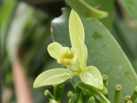 Vanilla fragrans