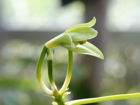 Vanilla fragrans