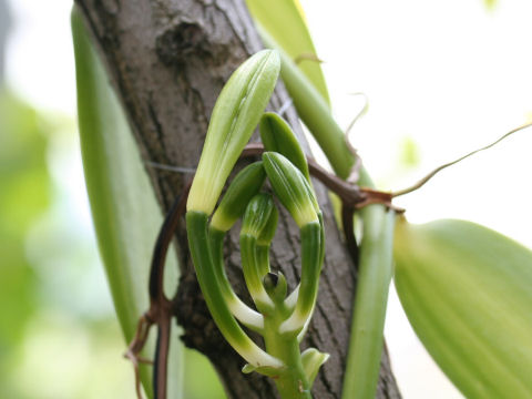 Vanilla fragrans