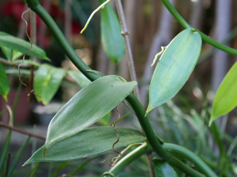 Vanilla fragrans