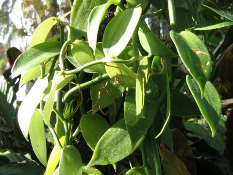 Vanilla fragrans