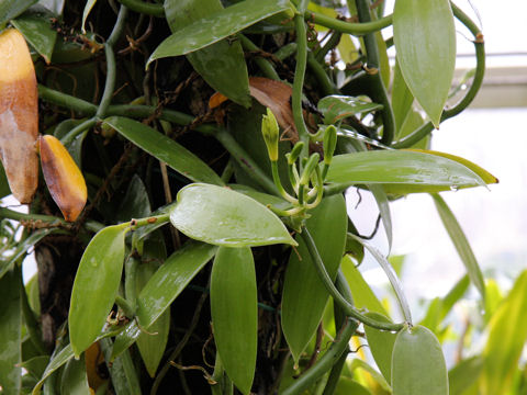 Vanilla fragrans