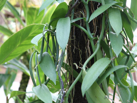 Vanilla fragrans